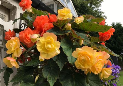 垂吊海棠|【養養養花花花】你見過垂吊開花的海棠嗎？只需一個。